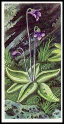 22 Butterwort